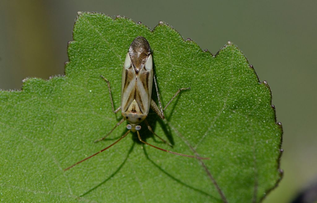 Miridae: Adelphocoris lineolatus